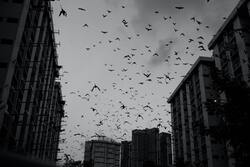 Birds on Sky in City