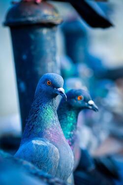 Birds Pigeon Closeup Wallpaper