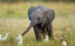 Birds Playing With Baby Elephant