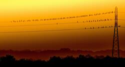 Birds Seating on Electricty Wire During Sunset