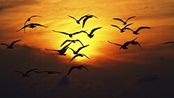 Birds Silhouette During Sunset