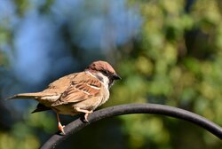 Birds Sparrow Bokeh