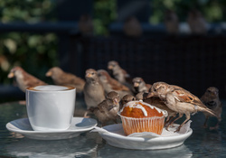Birds Sparrow With Coffee Photo