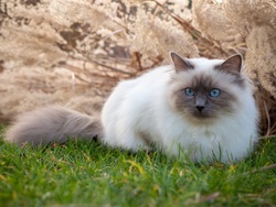 Birman Cat in Grass Wallpaper