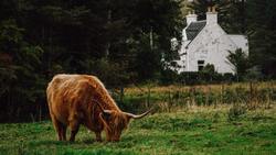 Bison on Green Grass Animal Wallpaper