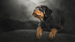 Black And Brown Dog Sitting on Couch