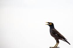 Black and Brown Myna Bird