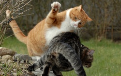 Black and Orange Cats Playing