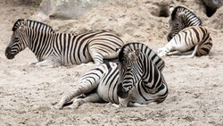 Black and White Animal Zebra 4K Photo