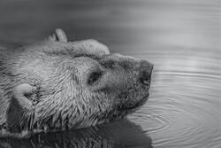 Black And White Bear in Water