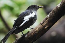 Black And White Bird Sitting on Tree