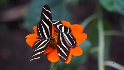 Black And White Butterfly on Orange Flower