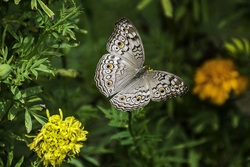 Black and White Butterfly Ultra HD Wallpaper