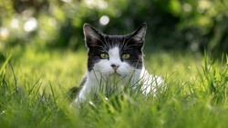 Black and White Cat in Garden