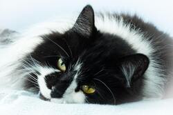 Black and White Cat on Floor