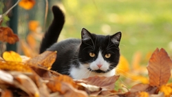 Black And White Cat Sitting HD Wallpaper