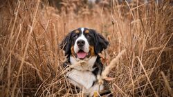 Black and White Dog in Dry Grass