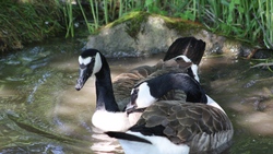 Black and White Duck in Lake