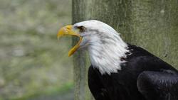 Black And White Eagle with Open Beak