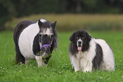 Black and White Horse and Dog Photo