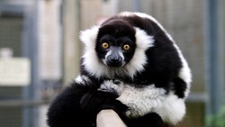Black and White Lemur Photo
