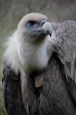 Black and White Mobile Photo of Vulture Bird