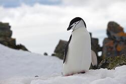 Black and White Penguin 5K Photo