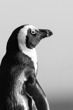 Black and White Photo Of Penguin