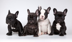 Black And White Puppy Family
