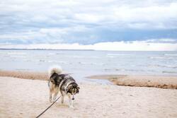 Black And White Siberian Husky on Beach Shore