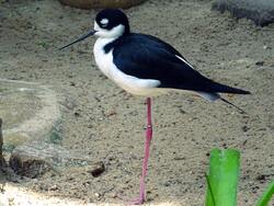 Black And White Stilt Bird Photo
