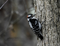 Black And White Woodpecker Bird