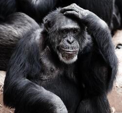 Black Ape Monkey Image