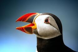 Black Atlantic Puffin with Open Beak Wallpaper