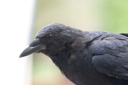 Black Bill of Crow