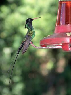 Black Billed Streamertail Bird Photography