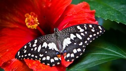 Black Butterfly on Red Flower