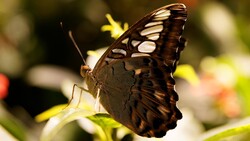 Black Butterfly Wallpaper