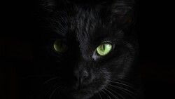 Black Cat 4K Wallpaper