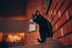 Black Cat Portrait Desktop Wallpaper