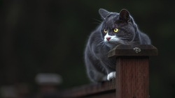 Black Cat Sitting in Wood HD Wallpaper