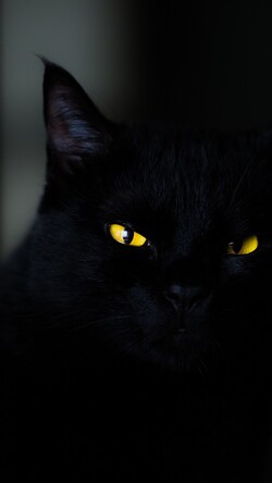 Black Cat with Killing Eye in Dark Background