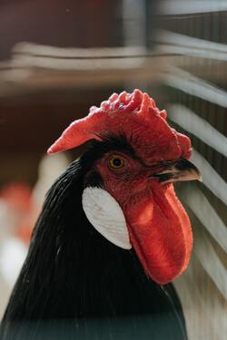 Black Chicken Close Up Photo