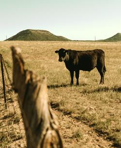 Black Cow on Green Grass Photo