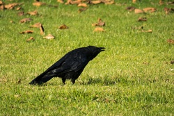Black Crow on Green Grass