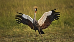 Black Crowned Crane HD Wallpaper