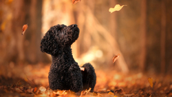 Black Dog Sitting in Leaves HD Wallpaper