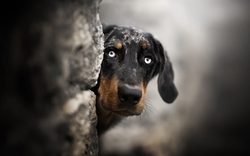 Black Dog Standing Near Wall