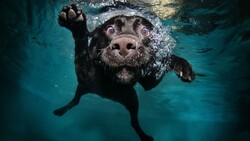 Black Dog Under Water 4K