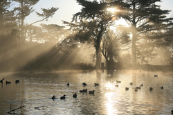 Black Ducks in Lake At Dawn
